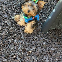 Zack - Black and tan male Yorkshire Terrier puppy in Maple Heights, Ohio from Yorkiesllc
