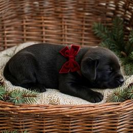 Loki - Black male Labrador Retriever puppy in Peru, Indiana from Harvest Moon Farms - Indiana English Cream Golden Retreivers