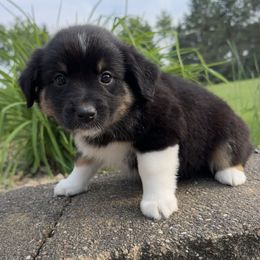 Indy - Black tri female Miniature Australian Shepherd puppy in Dalbo, Minnesota from JW Ranch Aussies