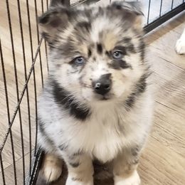 Pomeranian and Pomsky Puppies from Illinois Pomsky and Pomeranian