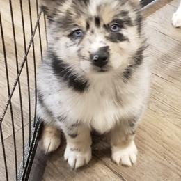 Pomeranian and Pomsky Puppies from Illinois Pomsky and Pomeranian