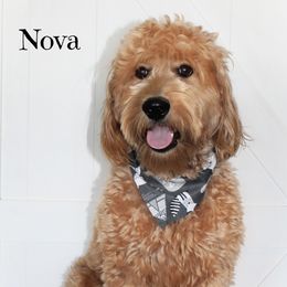 Nova - Goldendoodle