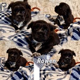 Rowen - Black male Mi-Ki puppy in Toronto, Ohio from Shekinah’s Mi-Kis & Cricket Hill’s Westies