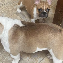 Irish Pied Boy - Fawn and white male French Bulldog puppy in Newport, Oregon from Blue Coast Bulldogs