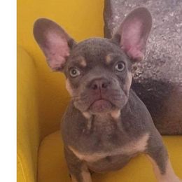 French Bulldogs from Cozi Frenchies