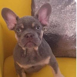 French Bulldogs from Cozi Frenchies
