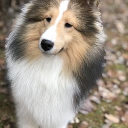 Rosie - Shetland Sheepdog