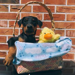 Doberman Pinscher Puppies from Ranchers Companion Doberman Kennel