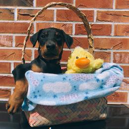 Doberman Pinscher Puppies from Ranchers Companion Doberman Kennel