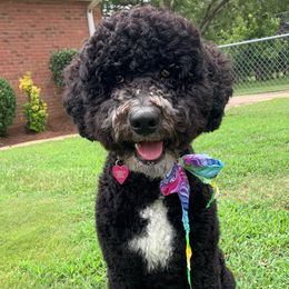 Millie - Bernedoodle