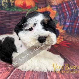 Neo AKC RARE black and rust parti - Parti male Miniature Schnauzer puppy in Dayton, Texas from Von Baron Schnauzers