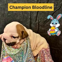 Flowsy - Fawn brindle and white female Bulldog puppy in Tremonton, Utah from Snuggle Pups