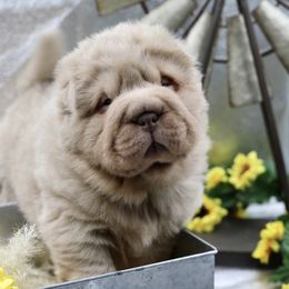 Chinese Shar-Pei Puppies from SNK Shar-Pei