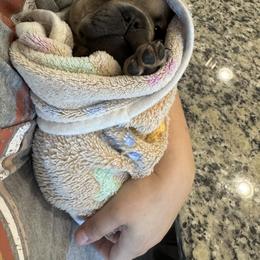 French Bulldog Puppies from The Frenchie Lady Co.