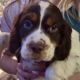 Milky Way - Liver white and tan female English Springer Spaniel puppy in Coeur D'alene, Idaho from Springer Hollow