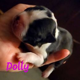 Dolly - Red female Boston Terrier puppy in Lexington, Indiana from NanzBostz