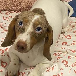 Willow - Dachshund