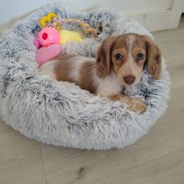 Denali - Dachshund