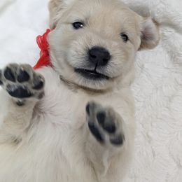 Golden Retriever Puppies from Mountain Sky Goldens