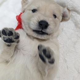 Golden Retriever Puppies from Mountain Sky Goldens