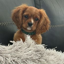 Cavalier King Charles Spaniel and Cocker Spaniel Puppies from Sunshine Cocker Spaniels & Cavaliers