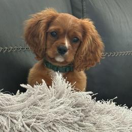 Cavalier King Charles Spaniel and Cocker Spaniel Puppies from Sunshine Cocker Spaniels & Cavaliers