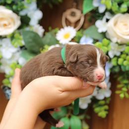 Domhnall - Red tri-color male Australian Shepherd puppy in Turlock, California from HCA Aussies