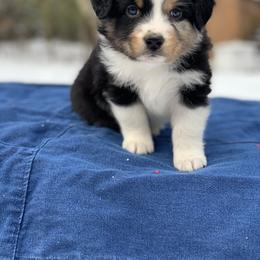 Australian Shepherd Puppies from Juno Homestead Aussies