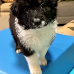 Australian Shepherd Puppies from Highland Haven Australian Shepherds