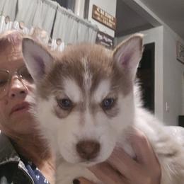 CJ - Red and white male Siberian Husky puppy in Great Falls, Montana from MT Kennel