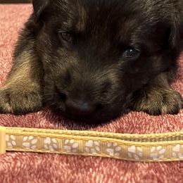 German Shepherd Puppies from He Reigns