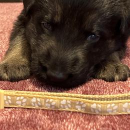 German Shepherd Puppies from He Reigns