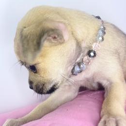 French Bulldogs from Bunny Ear Family