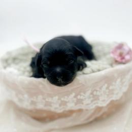 Mrs. Potts - Phantom female Bernedoodle puppy in North Carolina from Tuxedo Mountain Doodles