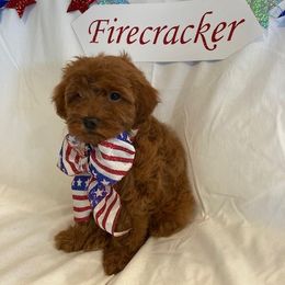 Goldendoodle Puppies from OnlyGoldendoodles