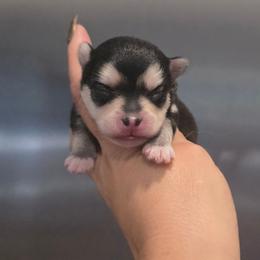 Stunning Gray Pom Girl - Gray and white female Pomsky puppy in Austin, Colorado from Colorado Mini Dachshunds & Mini Pomskies