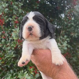 Girl 1 - female English Springer Spaniel puppy in Jamestown, Kentucky from Waterworks Springers