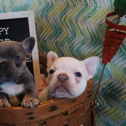 French Bulldog puppies from C.Lee Family Frenchies