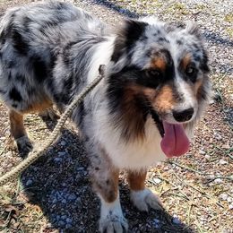 HOPPER - Australian Shepherd