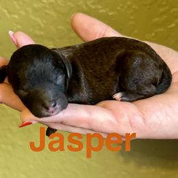 Jasper - Sable male Poodle puppy in Ardmore, Oklahoma from Green Acres