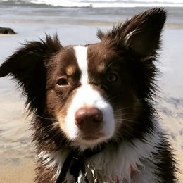 Australian Shepherds from Lovegood Aussies