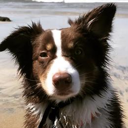 Australian Shepherds from Lovegood Aussies