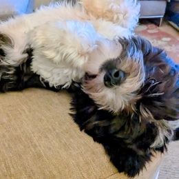 Havanese Puppies from Endearing Havanese