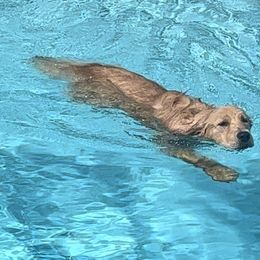 Golden Retrievers from Houston’s Golden Haven