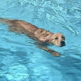 Golden Retrievers from Houston’s Golden Haven