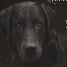 Jack - Beauceron