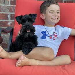 Ella - Miniature Schnauzer