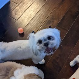 Ebby - Lhasa Apso