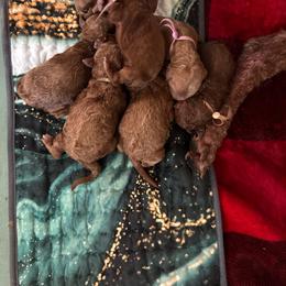 Shelby - Red  female Poodle puppy in Mount Vernon, Illinois from AMC Poodles