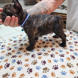 French Bulldog Puppies from Danielle's Frenchies